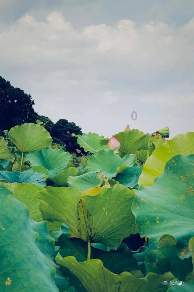 逃离可爱村落